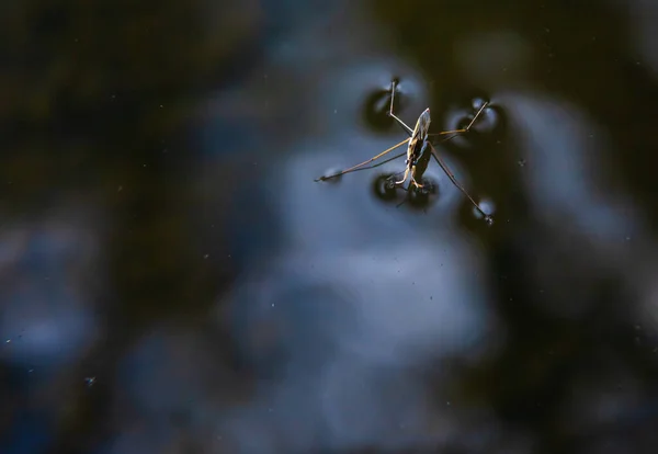 stock image Insect Gerris lacustris, known as common pond skater or common water strider is a species of water strider, found in Europe have ability to move quickly on the water surface and have hydrophobic legs.