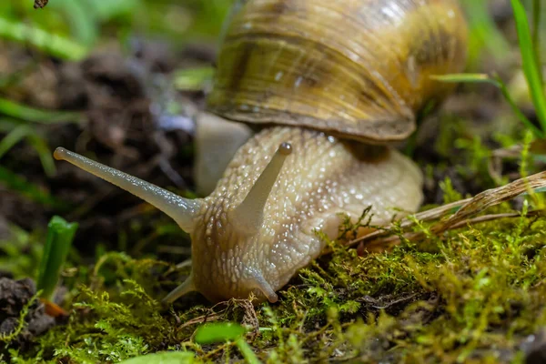 Helix Pomatia Also Roman Snail Burgundy Snail Edible Snail Escargot — Stock Photo, Image
