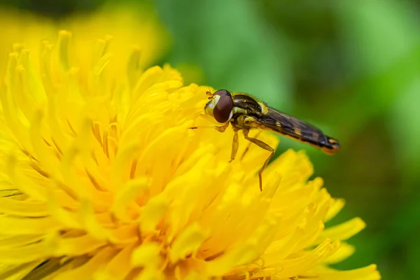 Macro Long Hoverfly Sphaerophoria Scripta Syrphidae Family Yellow Flower — Stok fotoğraf