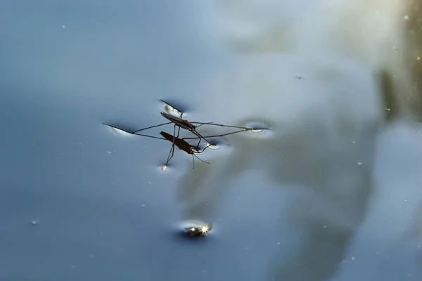 Inseto Gerris Lacustris Conhecido Como Patinador Lagoa Comum Strider Água — Fotografia de Stock