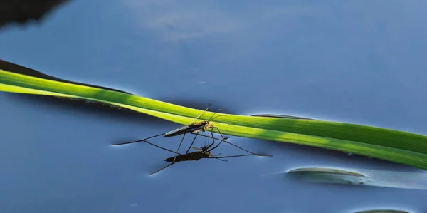 Insect Gerris Lacustris Bekend Als Gewone Vijverschaatser Gewone Waterschaatser Een — Stockfoto