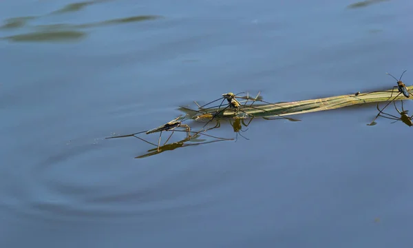 一般的な池のスケーターや一般的なウォーターストライダーとして知られている昆虫ジェリスLacustrisは ヨーロッパで発見された水ストライダーの種であり 水の表面に迅速に移動し 疎水性の足を持っている能力を持っています — ストック写真