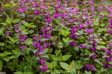 Deaf nettle blooming in a forest, Lamium purpureum. Spring purple flowers with leaves close up.