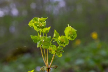 Cypress 'in sarı çiçeklerini kapat Euphorbia cyparissias ya da yapraklı spurge Euphorbia esula.