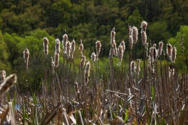 Tırmık kuyrukları nehir kenarındaki Typha latifolia 'ya hücum ediyor. İlkbaharın başındaki karlı arka planda çiçek açan tırtıl kuşlarının kapanışı. Tüylü kuyruk çiçekleri ve tohum başları.