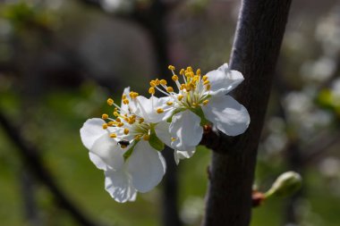 Mavi gökyüzünün altındaki ağaçta kiraz çiçeklerinin güzel dallarının seçici odak noktası, ilkbahar mevsiminde Sakura çiçekleri, çiçek desenleri, doğa arka planı..