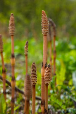 Equisetum arvense, Equisetaceae familyasından uzun ömürlü bir bitki türü. At kuyruğu bitkisi Equisetum Arvense.