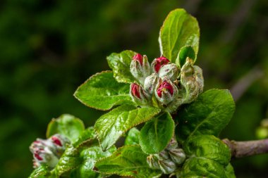 Çiçek tomurcukları, çiçekler ve yeşil taze yapraklar çiçek açan bir elma ağacının dalında. Pembe tomurcuklara yakın çekim ve baharda bulanık bir arkaplanda bir elma ağacının çiçekleri. Seçici odak.