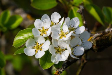 Armut ağacı çiçekleri çok yakın. Meyve ağacının beyaz çiçekleri ve tomurcukları. Gün ışığı armut çiçeklerine düşer. Şafakta, ağaçların çiçekleri güzel görünür..