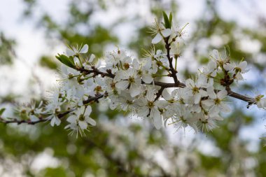 Prunus spinosa, ilkbaharda Sloe beyaz çiçekleri. Rosaceae ailesinin yabani bitkisi sonbaharda yenilebilir böğürtlen üretir..