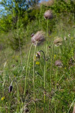 Pulsatilla pratensis, küçük pasque flowe. Zehirli bitki doğa koruması altında.