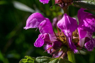 Deaf nettle blooming in a forest, Lamium purpureum. Spring purple flowers with leaves close up.