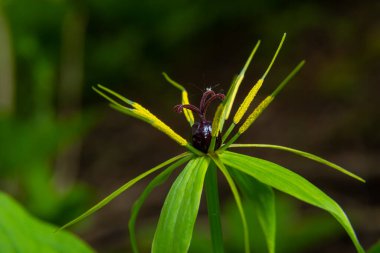 Paris kuadrifolisi. Zehirli bitkinin yakın plan çiçekleri, bitki örtüsü ya da gerçek aşıkların düğümü. Çiçek açan çimenler Paris. Karga gözü ya da kuzgun gözü, ormandaki zehirli dut.