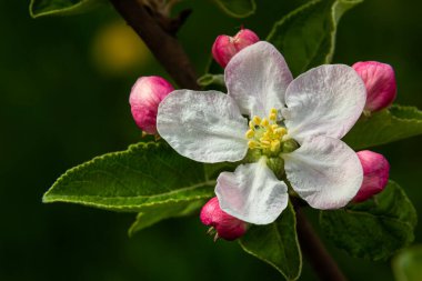 Çiçek tomurcukları, çiçekler ve yeşil taze yapraklar çiçek açan bir elma ağacının dalında. Pembe tomurcuklara yakın çekim ve baharda bulanık bir arkaplanda bir elma ağacının çiçekleri. Seçici odak.