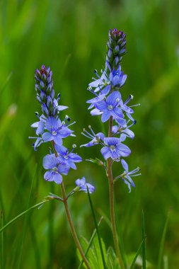 Germander Speedwell 'in parlak mavi çiçeklerine yakın çekim, Veronica ilkbaharda çimenlikte, güneşli günde, doğal ortamda büyüyen prostrata.