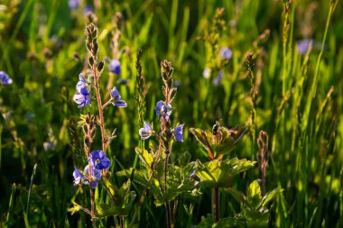 Germander Speedwell 'in parlak mavi çiçeklerine yakın çekim, Veronica ilkbaharda çimenlikte, güneşli günde, doğal ortamda büyüyen prostrata.