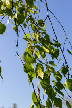 Bir dalda yeşil bahar yaprakları. Huş yaprağı. huş dalları, parkta ağaç, bahar mevsimi. Doğada taze yapraklar. Orman arka planı, yakın plan. Doğanın fotoğrafı. seçici odak.