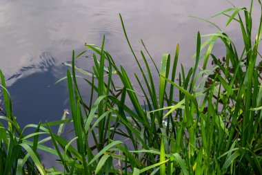 Su, nehrin yanında mısırlı sosis yetiştirir. Typha latifolia sazlık çiçeği bulrush olarak da bilinir..