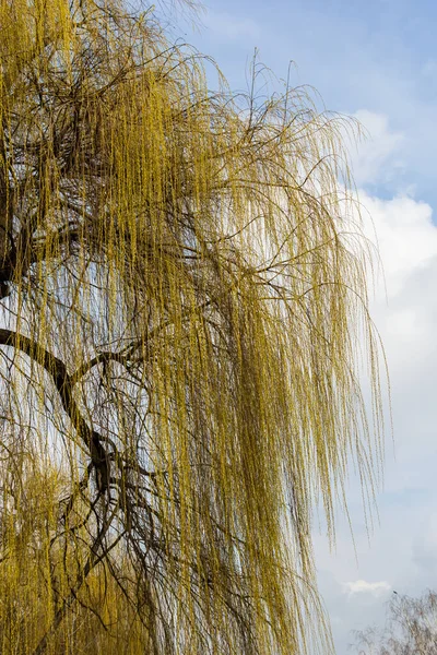 Photos Yellow Buds Willow Leaves Spring Background Sky — Stock Photo, Image