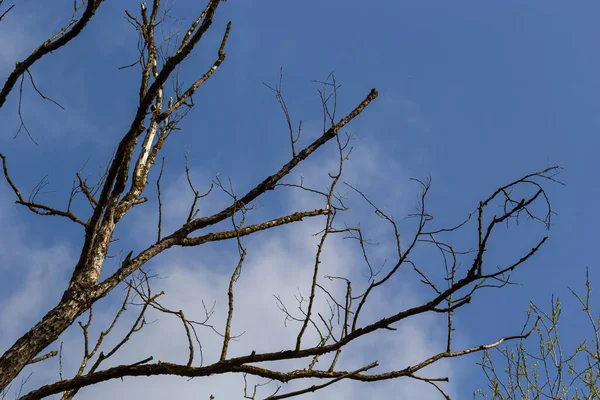 Suche Gałęzie Drzew Tle Błękitnego Nieba Martwe Pojęcie Ochrony Środowiska — Zdjęcie stockowe