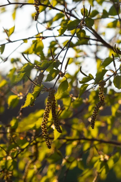 Крупним Планом Вид Квітучих Жовтих Кішок Березовому Дереві Батула Нігра — стокове фото