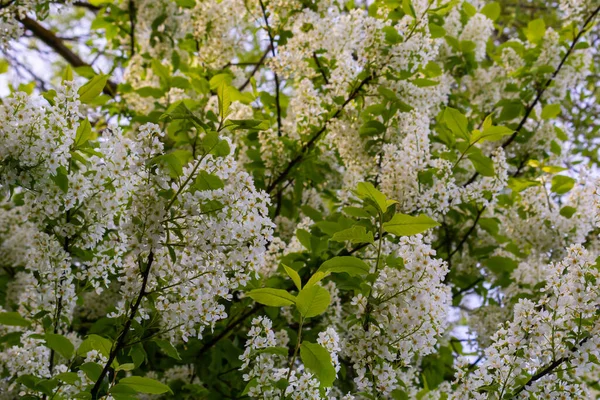 Цветущая Ветвь Вишни Фоне Голубого Неба Весной Макро Цветочный Растительный — стоковое фото
