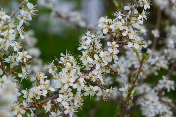 Prunus Spinosa Sloe Fehér Virágok Tavasszal Rosaceae Családba Tartozó Vadon — Stock Fotó