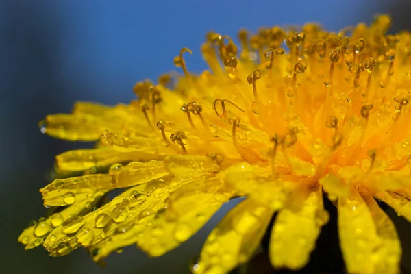 Diente León Flores Amarillas Cerrar Detalle Con Gotas Lluvia —  Fotos de Stock