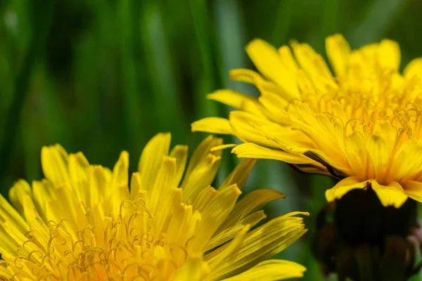 Dandelion Taraxacum Officinale Close Yellow Primrose Bright Spring Background Shallow — Stock Photo, Image