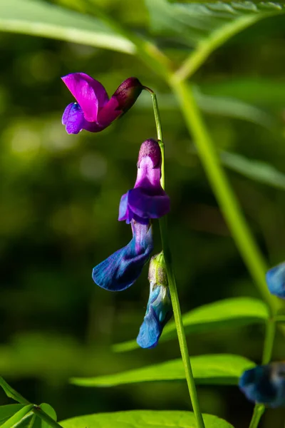 Lathyrus Vernus Voller Blüte Vechling Blume Mit Blüte Und Grünen — Stockfoto