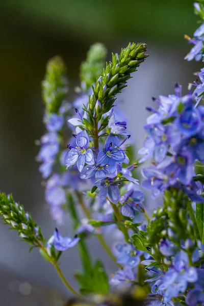 Κοντινό Πλάνο Στο Λαμπερό Μπλε Λουλούδια Της Germander Speedwell Veronica — Φωτογραφία Αρχείου