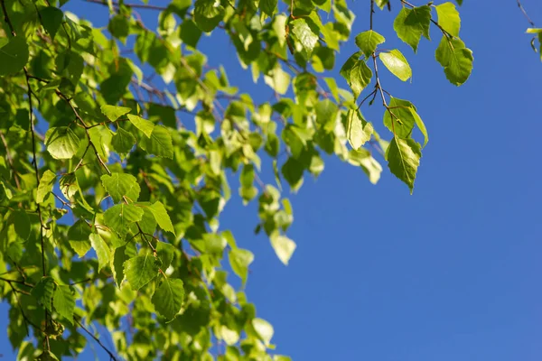 Зелене Весняне Листя Гілці Березове Листя Березові Гілки Дерево Парку — стокове фото
