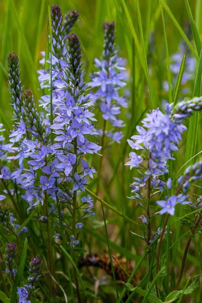 stock image Closeup on the brlliant blue flowers of germander speedwell, Veronica prostrata growing in spring in a meadow, sunny day, natural environment.