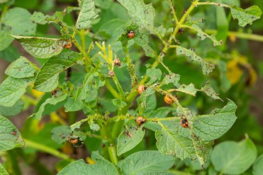 Colorado patates böceği larva ve böcekleri tarafından tahrip edilen patates yetiştiriciliği, Leptinotarsa decemlineata, Colorado böceği, on çizgili mızrak, on çizgili patates böceği,.