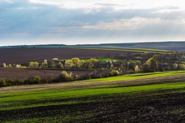 Beautiful spring landscape. Agricultural field with freshly cultivated soil. Trees in a plowed field. Rows of small green wheat. Sunny spring morning.