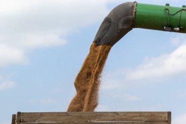 Harvester unloading wheat on the background of the sky with clouds. close up.