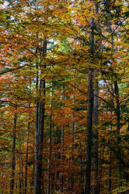 Karpat ormanlarının uzun ağaçları, Karpatlar 'da doğa rezervi, Ukrayna ormanları ve rezervleri. Ormanda sonbahar manzarası.