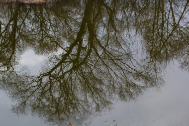 Reflection of trees in the mirror surface of the water of the lake of the city pond. Spring still life photo.