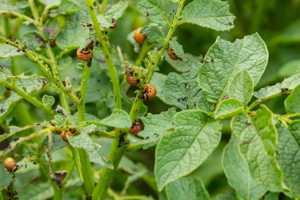 stock image Colorado potato beetle - Leptinotarsa decemlineata on potato bushes. Pest of plants and agriculture. Treatment with pesticides. Insects are pests that damage plants.