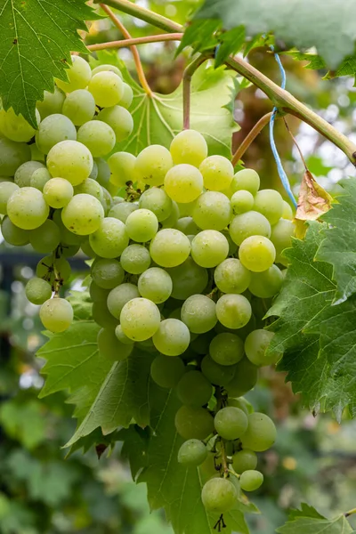 Ripe Grapes Grow Bushes Bunch Grapes Harvest — Zdjęcie stockowe