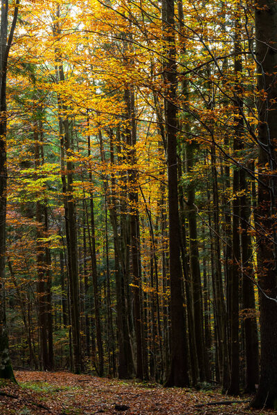 beautiful autumn beech forest. Carpathians in Ukraine. Dovbush rocks.