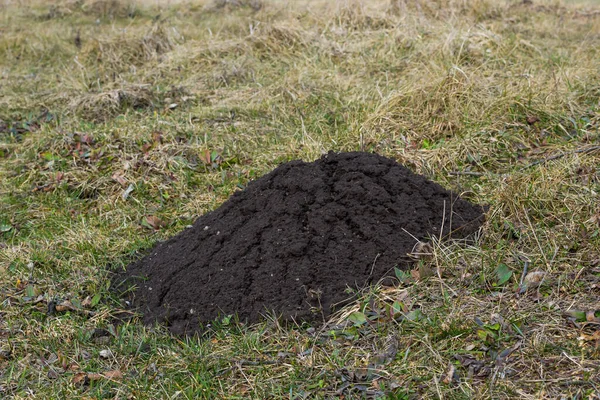 Molehills Des Taupes Des Collines Taupes Une Prairie Endommagée Par — Photo