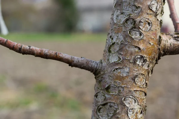 과일나무의 가지에 손상을 입힌다 정원에서의 봄철에 과일나무를 돌보는 — 스톡 사진
