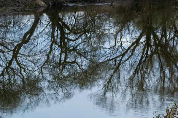 Reflection Trees Mirror Surface Water Lake City Pond Spring Still — Stockfoto