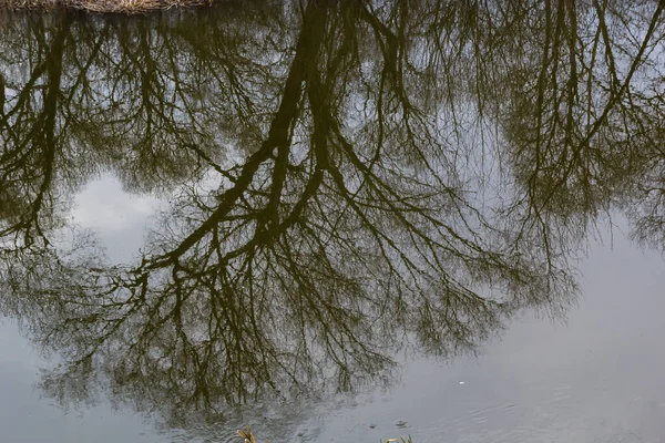 Reflection Trees Mirror Surface Water Lake City Pond Spring Still —  Fotos de Stock