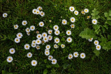 Yeşil bir çimenlikte birlikte büyüyen beyaz papatyalar. Çiçekli bahar arka planı.