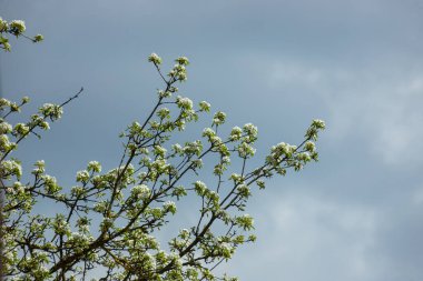 Armut ağacı çiçekleri çok yakın. Meyve ağacının beyaz çiçekleri ve tomurcukları. Gün ışığı armut çiçeklerine düşer. Şafakta, ağaçların çiçekleri güzel görünür..