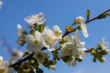 Mavi gökyüzünün altındaki ağaçta kiraz çiçeklerinin güzel dallarının seçici odak noktası, ilkbahar mevsiminde Sakura çiçekleri, çiçek desenleri, doğa arka planı..
