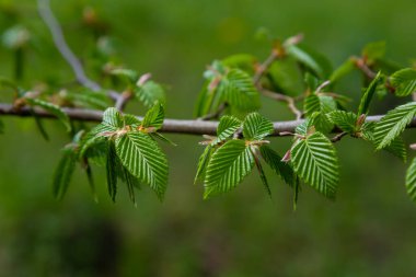 Hornbeam yaprağı güneşte. Taze yeşil yapraklı Hornbeam ağacı dalı. Güzel yeşil doğal arka plan. Bahar yaprakları.