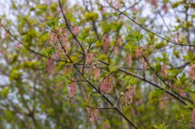 Kül yapraklı akçaağaç Akçaağaç Acer negundo çiçekleri ilkbaharın başlarında, güneşli bir günde ve doğal ortamda, bulanık arka planda.